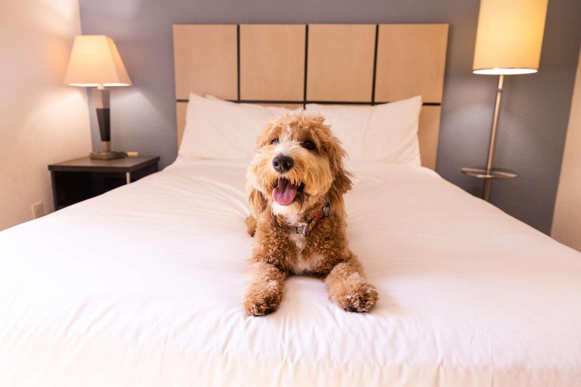 Sonesta Simply Suites Dallas Galleria Ngoại thất bức ảnh